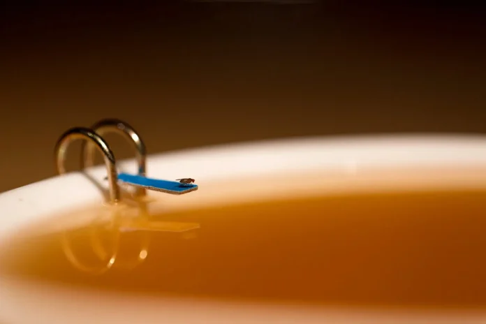 Moscerino della frutta attirato dall'esca sta per cadere nella trappola e essere eliminato