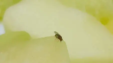 Ingrandimento di moscerino della frutta su polpa di melone bianco 