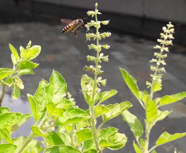 Ape impollina un fiore di basilico