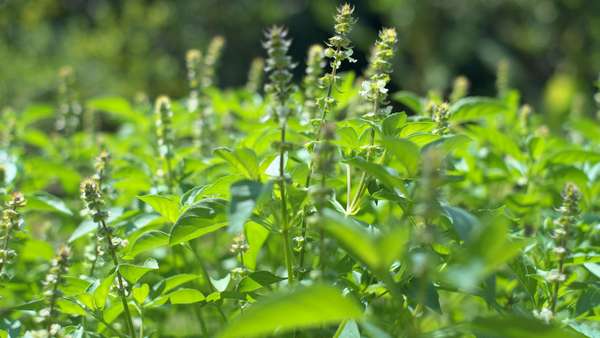 Cime del basilico con apice superiore da eliminare