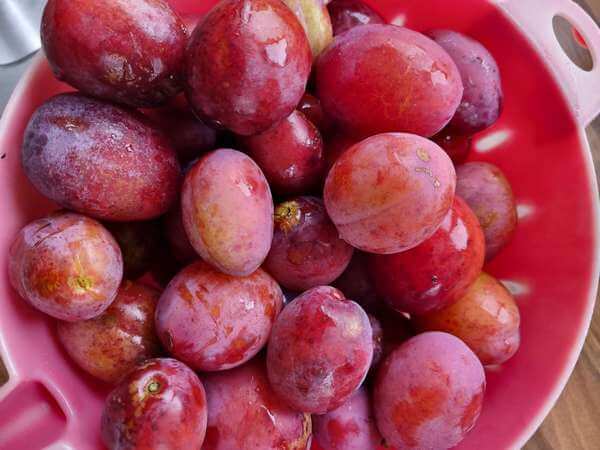 Prugne Victoria di stagione ben mature
