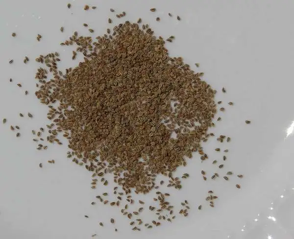 Semi di sedano essiccati su piatto bianco