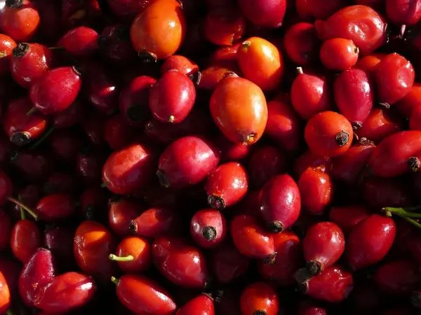 Cinorrodi ben maturi e turgidi raccolti prima della gelata