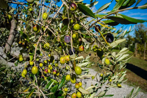 Olive in fase di invaiatura pronte per essere raccolte 