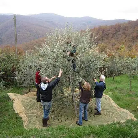 Famiglia raccoglie manualmente le olive dall'albero