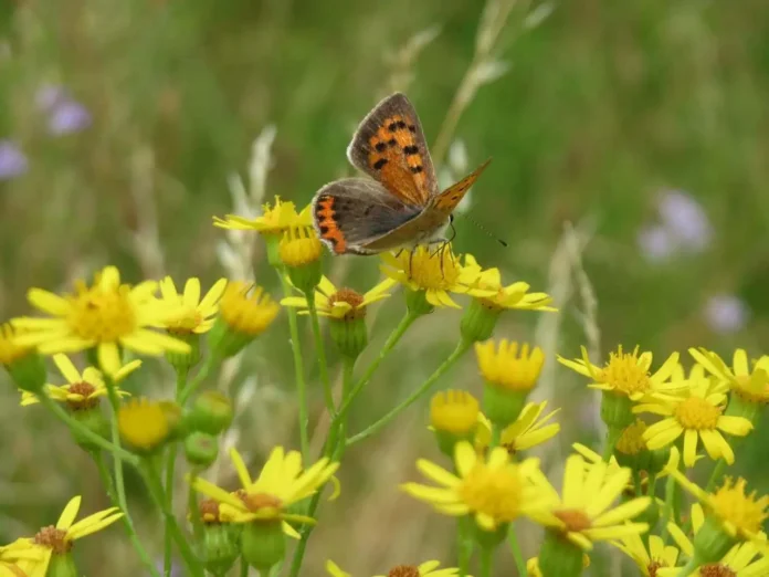 Fiore di tossico senecione sudafricano visitato da farfalla impollonatrice Farfalla posata su fiore di senecione sudafricano